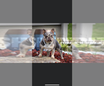 Small Photo #1 French Bulldog Puppy For Sale in CINCINNATI, OH, USA