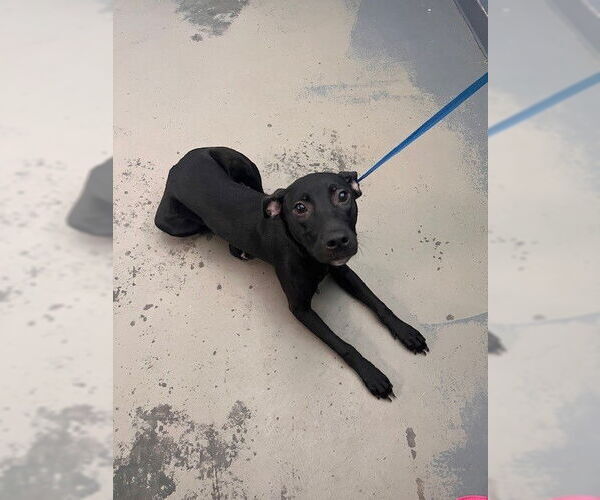 Medium Photo #1 Labrador Retriever-Unknown Mix Puppy For Sale in Tallahassee, FL, USA