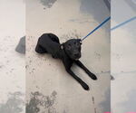 Small Labrador Retriever Mix