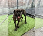 Small #2 Mastiff