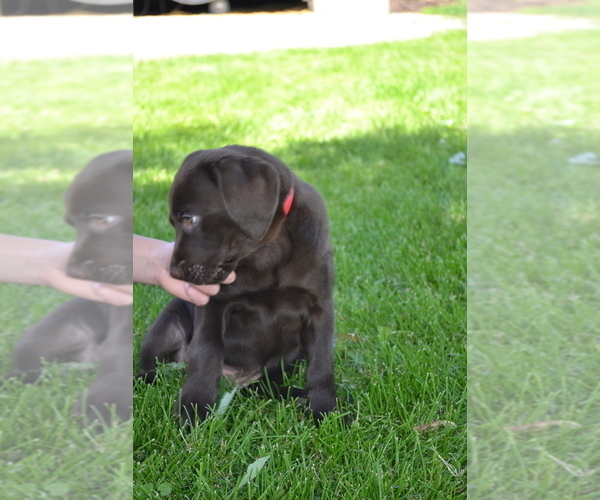 Medium Photo #15 Labrador Retriever Puppy For Sale in GREENWOOD, WI, USA
