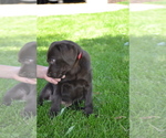 Small Photo #15 Labrador Retriever Puppy For Sale in GREENWOOD, WI, USA