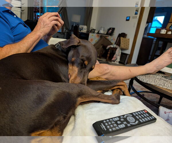 Medium Photo #2 Doberman Pinscher Puppy For Sale in Minneaoplis, MN, USA