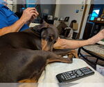 Small #1 Doberman Pinscher