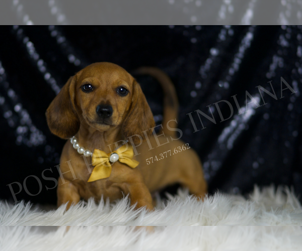 Medium Photo #4 Dachshund Puppy For Sale in WARSAW, IN, USA