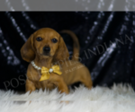 Small #3 Dachshund
