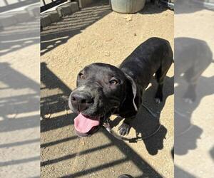 Mutt Dogs for adoption in Riverside, CA, USA