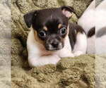 Puppy Arlo Chihuahua
