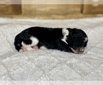 Small Photo #7 Aussiedoodle Puppy For Sale in CONWAY, MO, USA