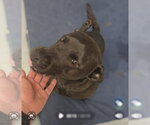 Small #1 Mutt
