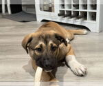 Small #5 Mutt