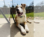 Small #19 Australian Shepherd Mix