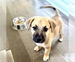 Small #1 Mutt