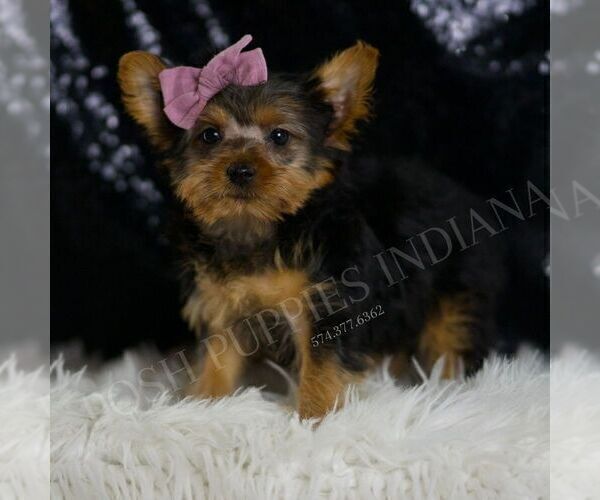 Medium Photo #1 Yorkshire Terrier Puppy For Sale in WARSAW, IN, USA