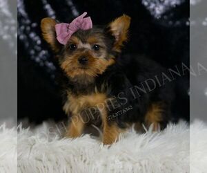 Medium Yorkshire Terrier