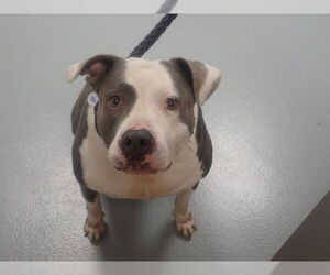 Mutt Dogs for adoption in St. Cloud, FL, USA