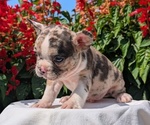 Small #7 Faux Frenchbo Bulldog