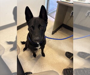 German Shepherd Dog-Unknown Mix Dogs for adoption in Plano, TX, USA