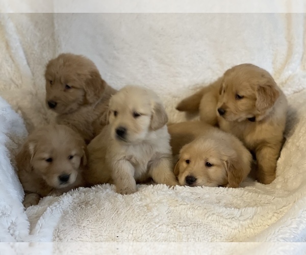 Medium Photo #1 Golden Retriever Puppy For Sale in SEATTLE, WA, USA