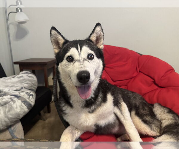 Medium Photo #3 Siberian Husky Puppy For Sale in Randleman , NM, USA