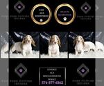 Small Photo #85 Dachshund Puppy For Sale in WARSAW, IN, USA