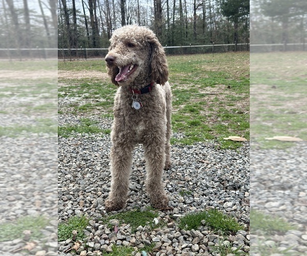 Medium Photo #4 Poodle (Standard) Puppy For Sale in LOUISA, VA, USA