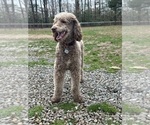 Small Photo #4 Poodle (Standard) Puppy For Sale in LOUISA, VA, USA
