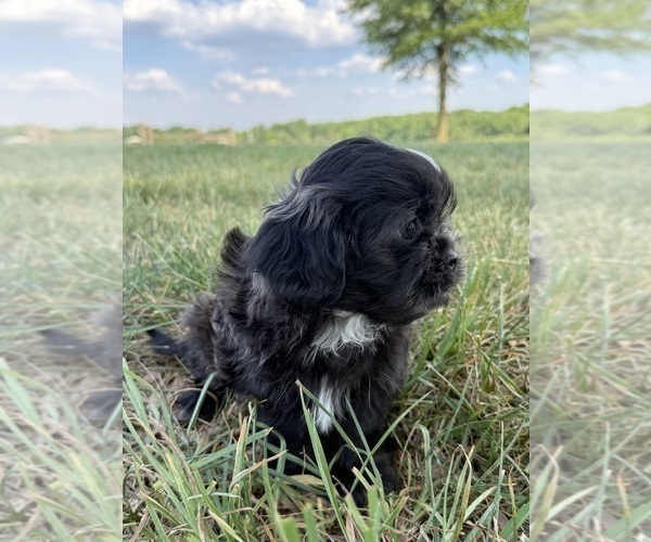 Medium Photo #3 Shih Tzu Puppy For Sale in MONROE, NC, USA