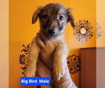 Small Chihuahua-German Shepherd Dog Mix