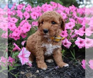 Poodle (Miniature) Puppy for sale in GREENVILLE, PA, USA