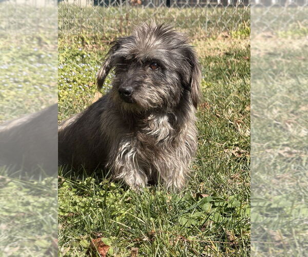 Medium Photo #4 Mutt Puppy For Sale in Mooresville, NC, USA