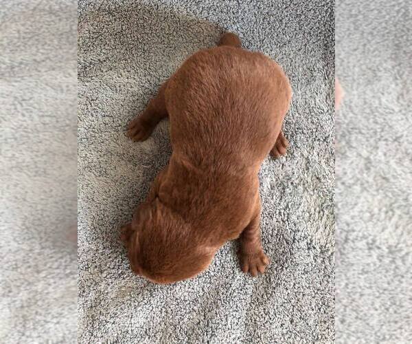 Medium Photo #3 Labrador Retriever Puppy For Sale in BROWNS VALLEY, CA, USA