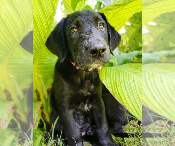 Medium Photo #4 Great Dane-Labrador Retriever Mix Puppy For Sale in Bullard, TX, USA