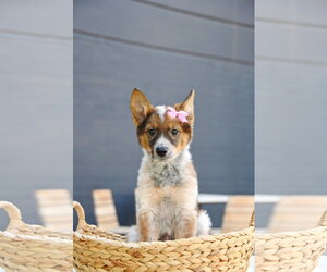 German Shepherd Dog-Unknown Mix Dogs for adoption in Sandy, UT, USA