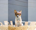Small German Shepherd Dog Mix