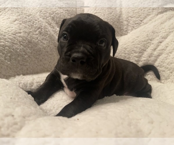 Medium Photo #58 American Bully Puppy For Sale in REESEVILLE, WI, USA