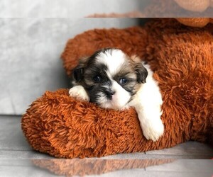 Shih Tzu Puppy for sale in AMITY, NC, USA
