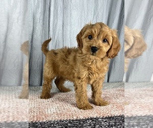 Cavapoo Puppy for Sale in GREENWOOD, Indiana USA