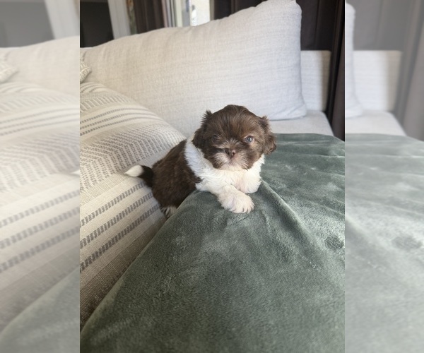 Medium Photo #5 Shih Tzu Puppy For Sale in SAHUARITA, AZ, USA
