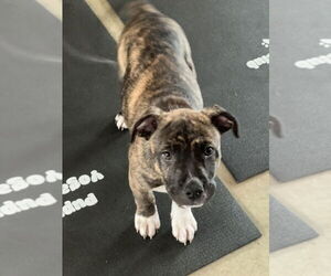 Lennox - Male Boxer-Unknown Mix Dog for Adoption - Photo #5