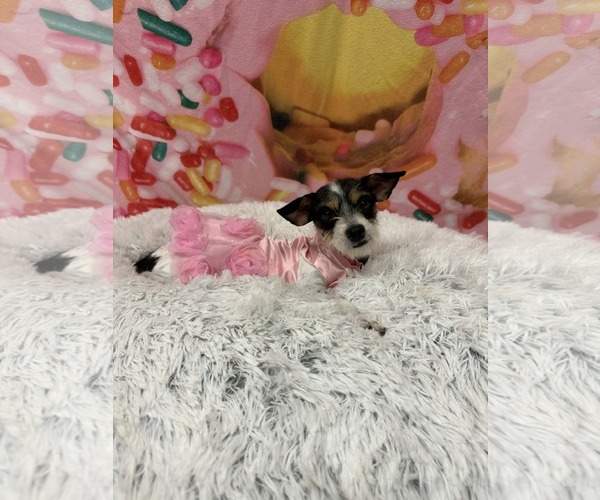 Medium Photo #4 Mutt Puppy For Sale in Phoenix, AZ, USA