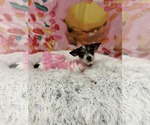 Small #3 Mutt