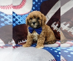 ShihPoo Puppy for sale in NEW PROVIDENCE, PA, USA