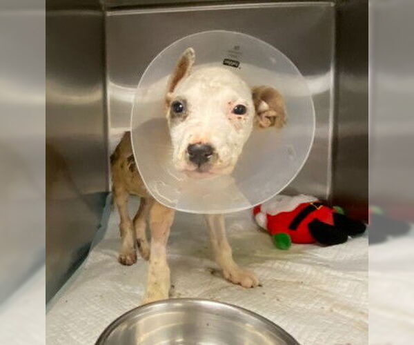Medium Photo #1 American Staffordshire Terrier-Unknown Mix Puppy For Sale in San Antonio, TX, USA
