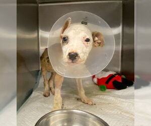 American Staffordshire Terrier-Unknown Mix Dogs for adoption in San Antonio, TX, USA