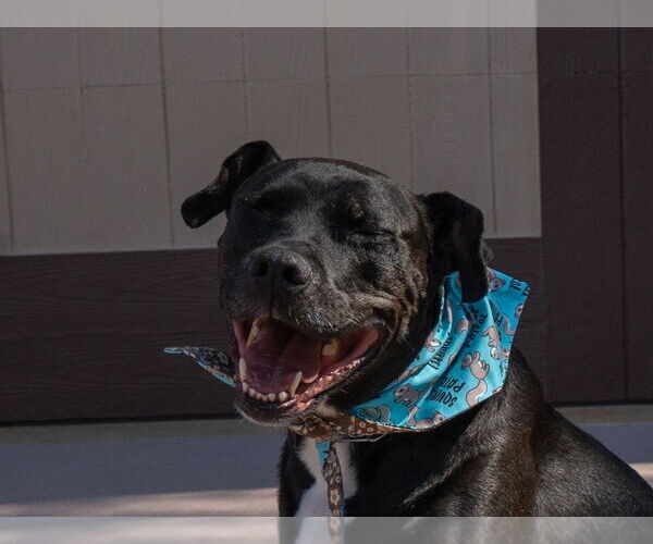 Medium Photo #4 Labrador Retriever-Unknown Mix Puppy For Sale in Lake Forest, CA, USA