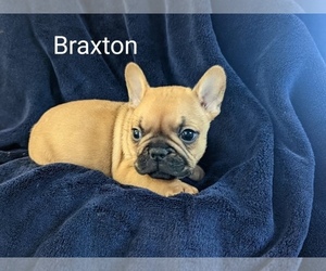 French Bulldog Puppy for sale in OJAI, CA, USA