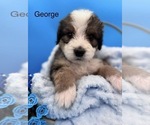 Puppy George Bernedoodle