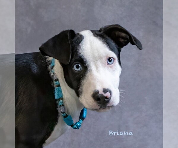 Medium Photo #1 Mutt Puppy For Sale in Hot Springs Village, AR, USA