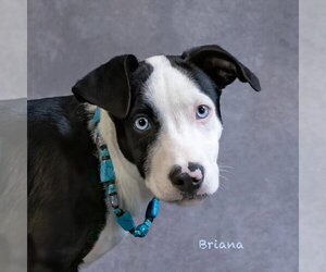 Briana - Female Mutt Dog for Adoption